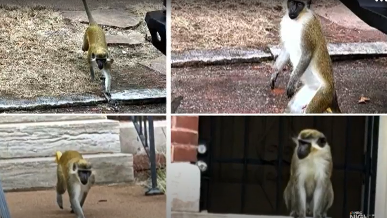 NBC News, St Louis'de başıboş dolaşan maymunlara ait olduğuna inanılan bu resimleri yayınladı. 