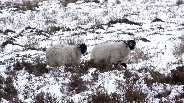 UK Braces for Weekend Snow and Ice as Cold Snap Follows Storm Goretti