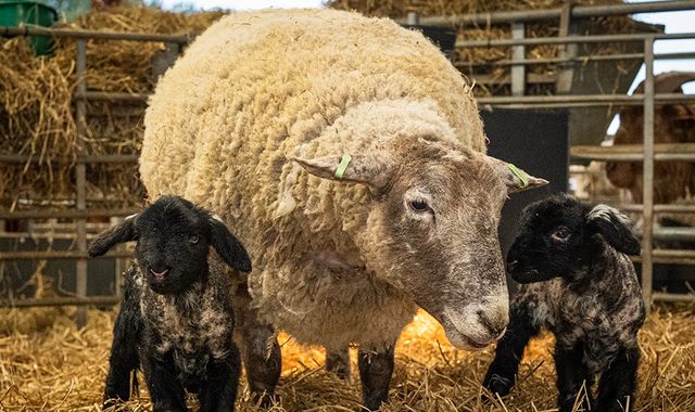 'Britain's loneliest sheep', Fiona, gives birth for first time