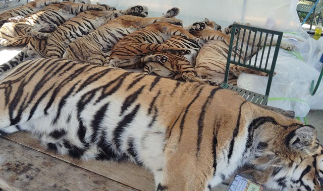 Call for investigation into virus that killed 72 tigers in Thailand