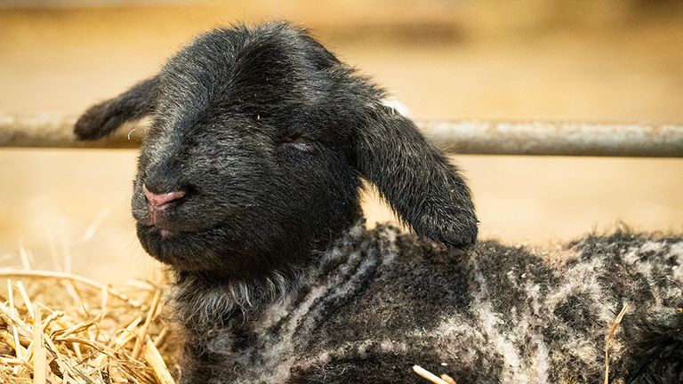 Zdjęcie: Farma Dalscone