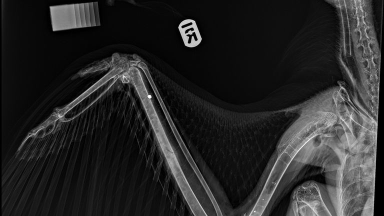 Hamlet's injury. Pic: RUN/Scottish SPCA