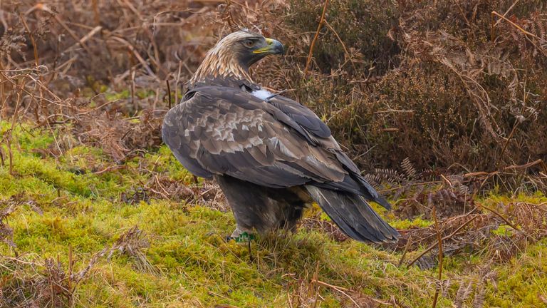 Hamlet the golden eagle. Pic: RUN/Phil Wilkinson