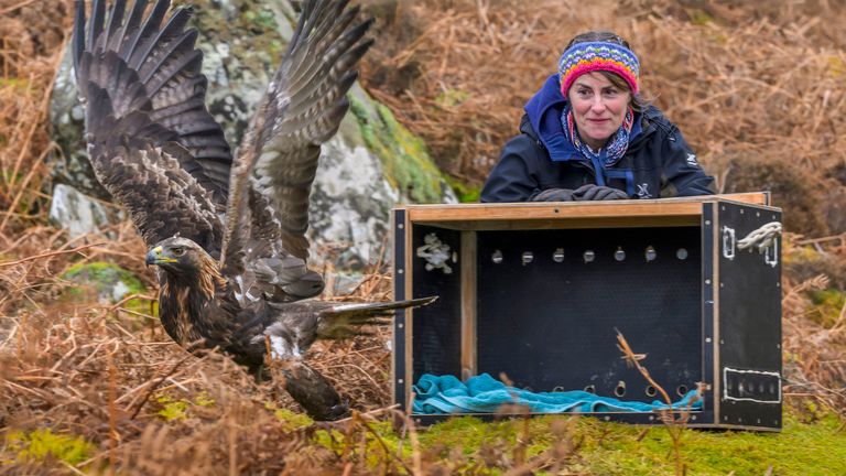 Dr Cat Barlow, chief executive of Restoring Upland Nature, releasing Hamlet. Pic: RUN/Phil Wilkinson
