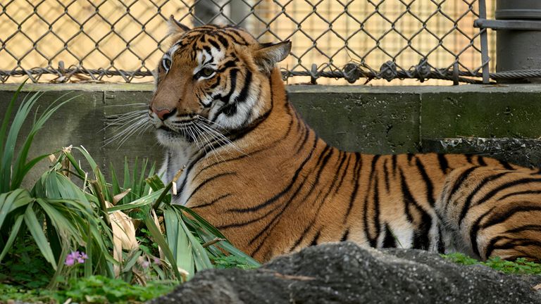 Tygrys malajski z Azji Południowo-Wschodniej w amerykańskim zoo. Fot. AP