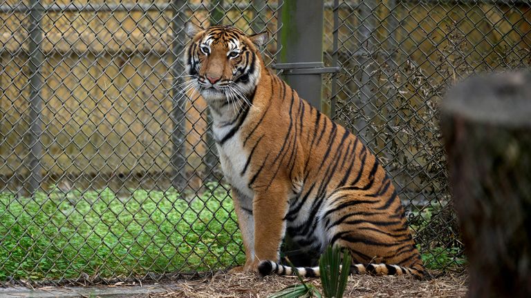 A Malayan Tiger, from southeast Asia, at a US Zoo. Pic: AP