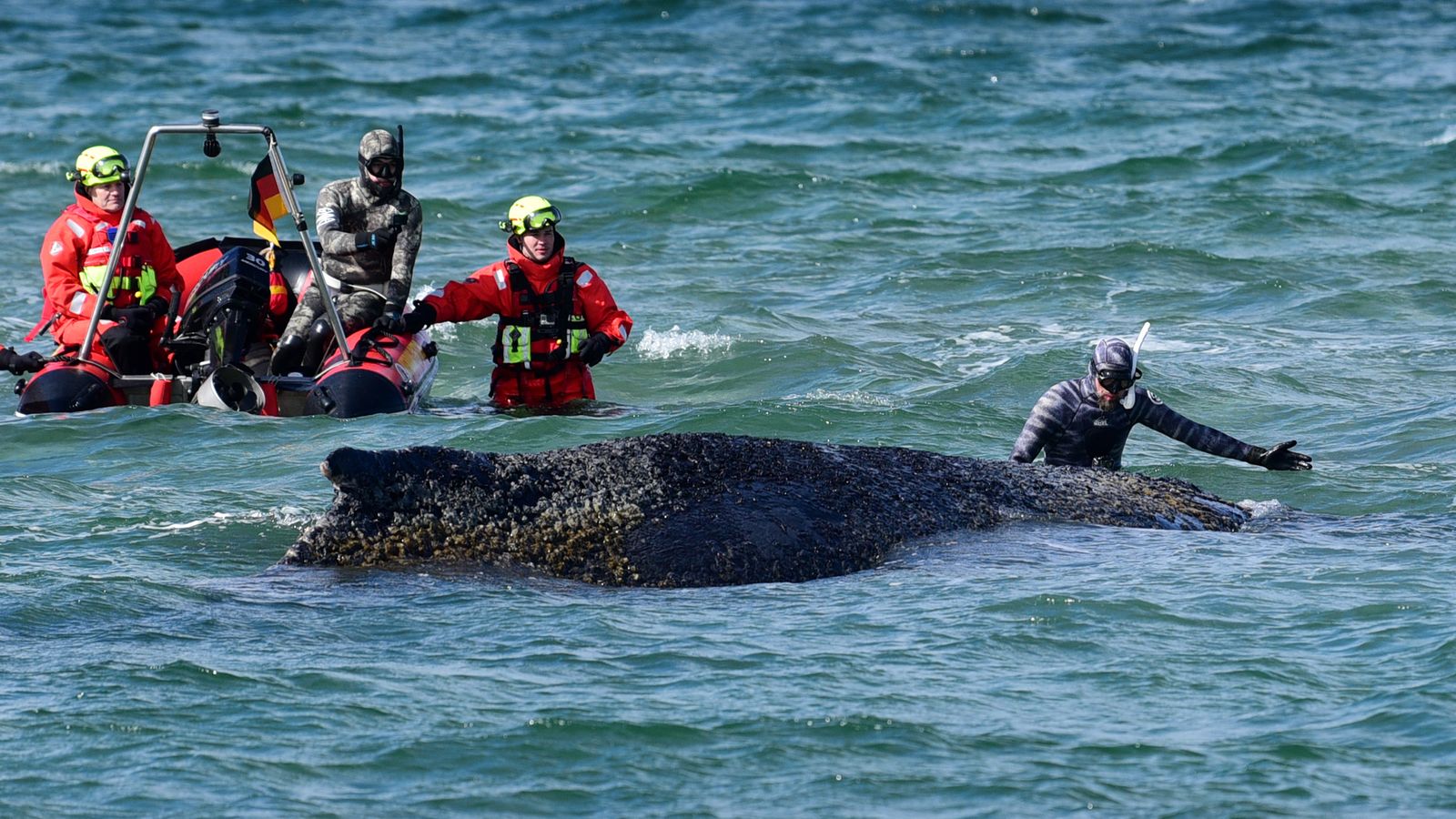 El equipo de rescate de ballenas varadas expira debido a que una ballena jorobada ‘agotada’ quedó varada en el Mar Báltico | Noticias del mundo