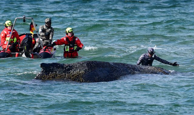 Whale freed by rescuers after days stranded on Baltic coast