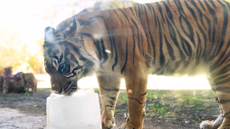 Joanne, a Sumatran tiger,  is given a large ice cube  to keep cool at Phoenix Zoo. Pic: AP
