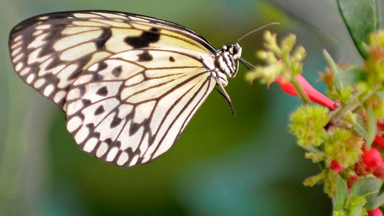 UK Banknotes to Feature Wildlife Instead of Historical Figures