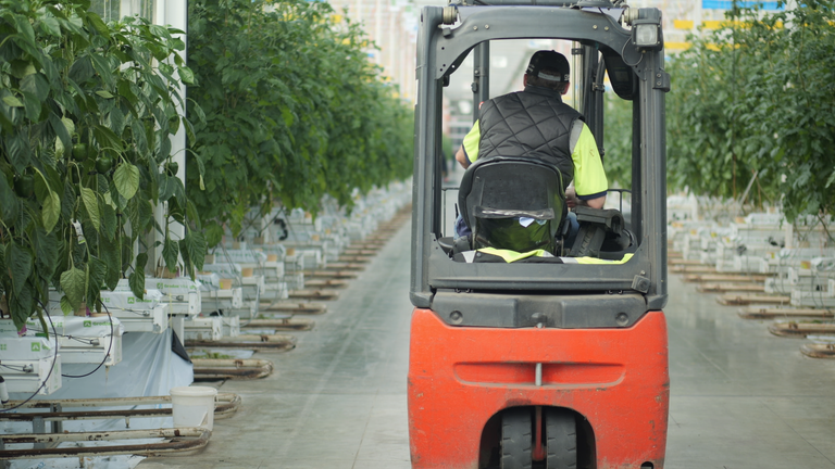 Büyük seralar sıcak su borularını ısıtmak için gaz kullanıyor