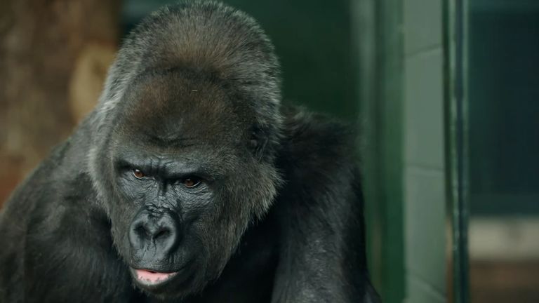Gorillas move to new Bristol home | UK News   news.sky.com