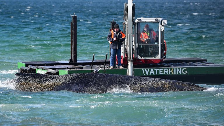 A dredger at work next to the whale. Pic: DPA/AP