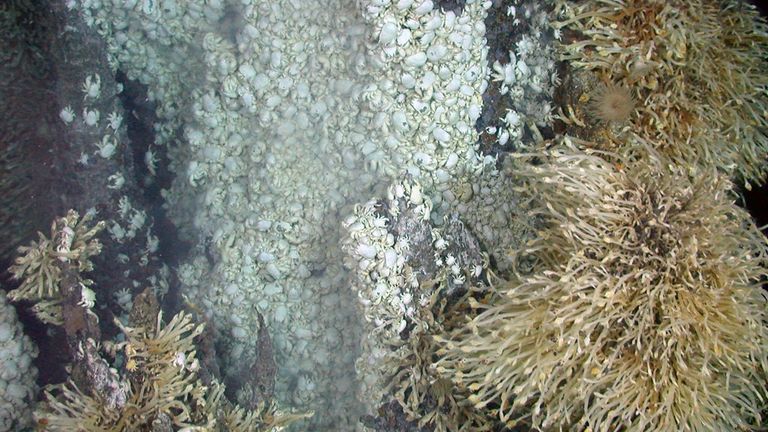 'Piles of scarab-like white crabs'. Pic: Jon Copley