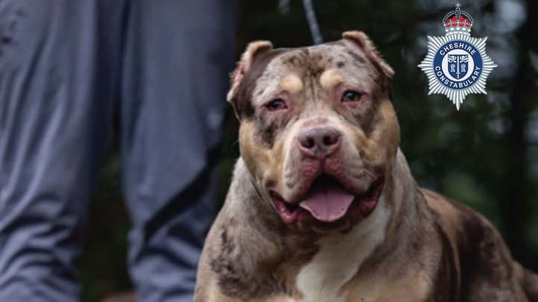 The XL bully dog, called Toretto, that attacked John McColl. Pic: Cheshire Police