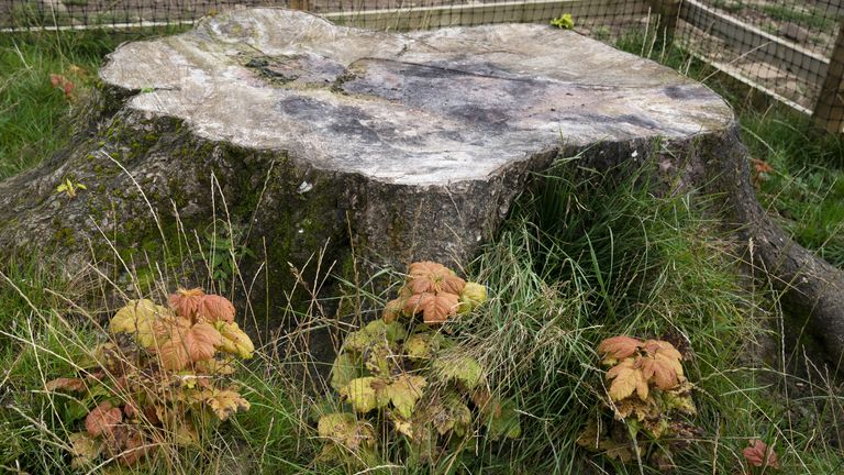 Sycamore Gap ağacı kütüğünün 2024 yılındaki fotoğrafı. Resim: PA