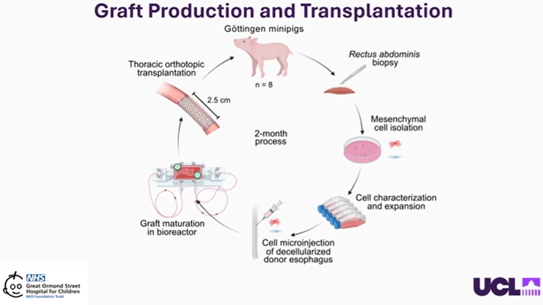 First lab-grown oesophagus successfully implanted in pigs