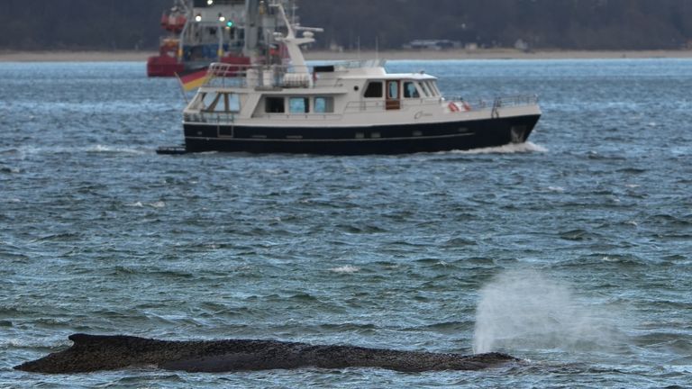  The beached whale lies in shallow water. Pic: AP