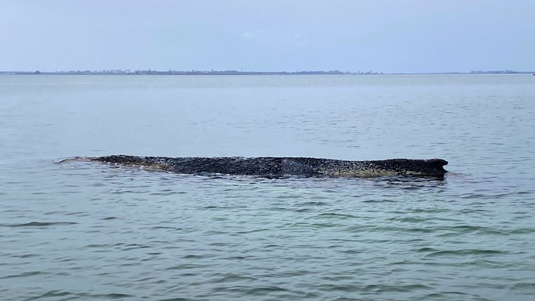 The humpback whale stranded again in Wismar Bay on Saturday. Pic: AP