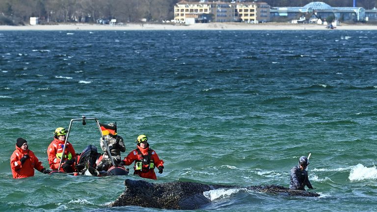 Rescuers attempt to refloat the mammal. Pic: Reuters