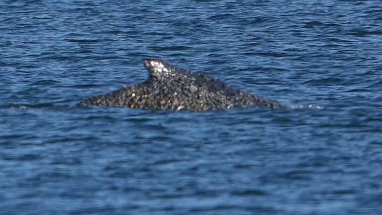 Whale freed by rescuers after days stranded on Baltic coast