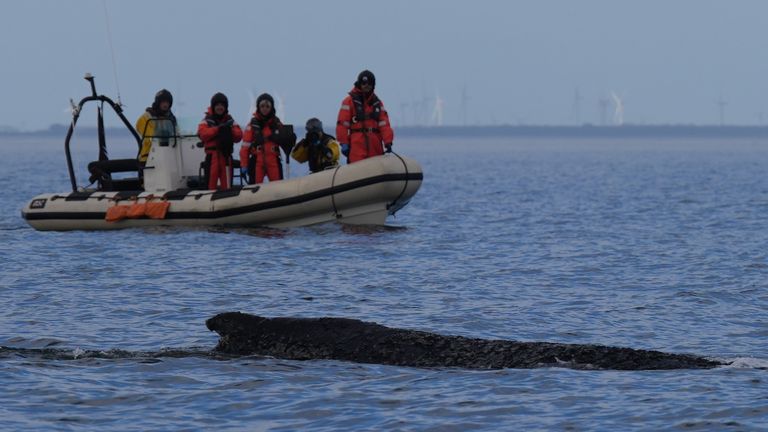 Whale freed by rescuers after days stranded on Baltic coast