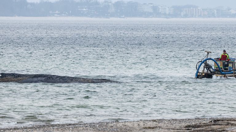A suction dredger has been used to dredge a pathway for the whale. Pic: AP