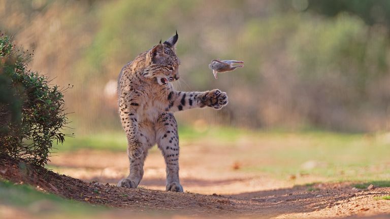 Flying Rodent by Josef Stefan, from Austria. Pic: Natural History Museum
