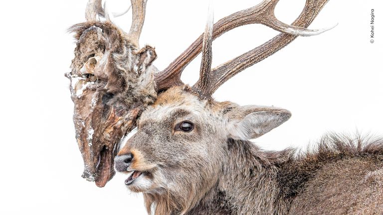 Never-ending Struggle by Kohei Nagira, from Japan. Pic: National History Museum