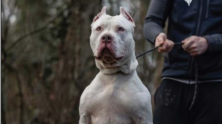 XL bully owner Sean Garner sentenced to 12 years after dog mauled ...