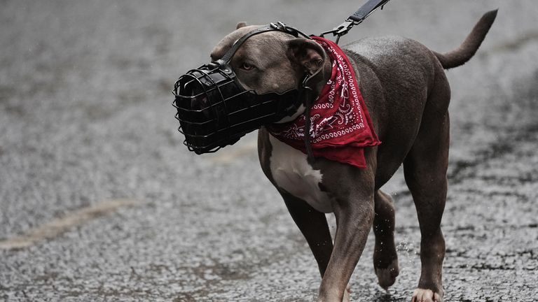 A four-year-old XL bully. Pic: PA