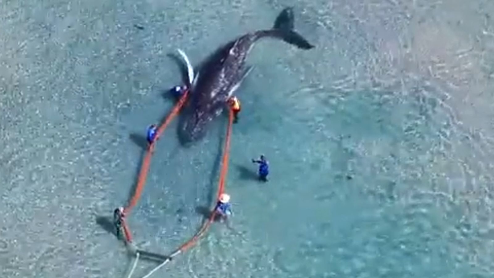 Stranded humpback whale rescued after getting stuck twice | News UK ...