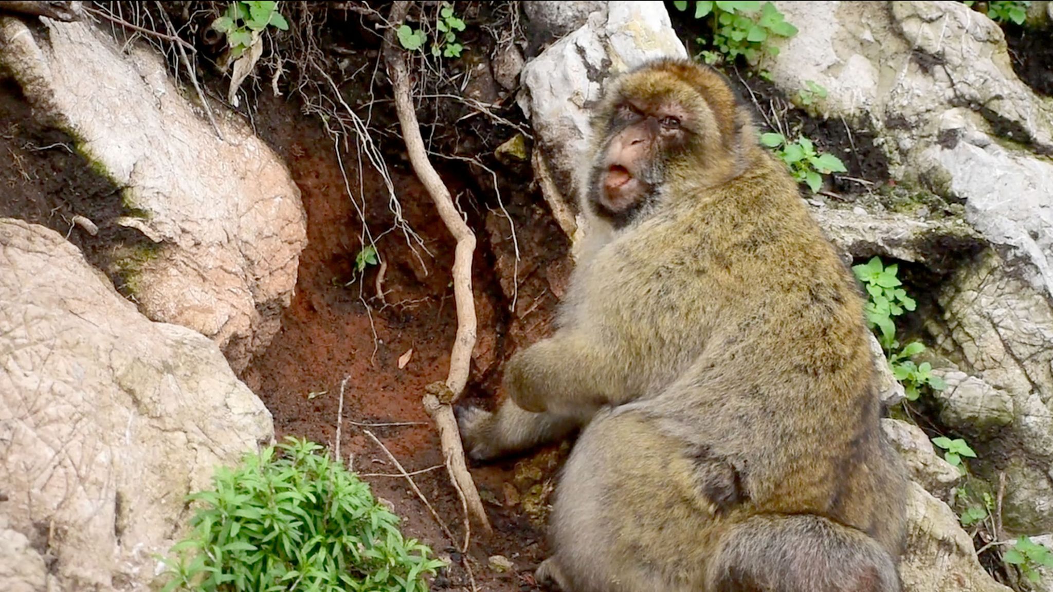 Monkeys eating soil to settle upset stomachs from junk food, says ...