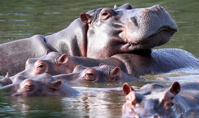 Pablo Escobar's wild hippo herd facing a cull in Colombia