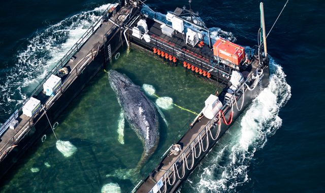 Stranded whale transported to North Sea in bold rescue operation