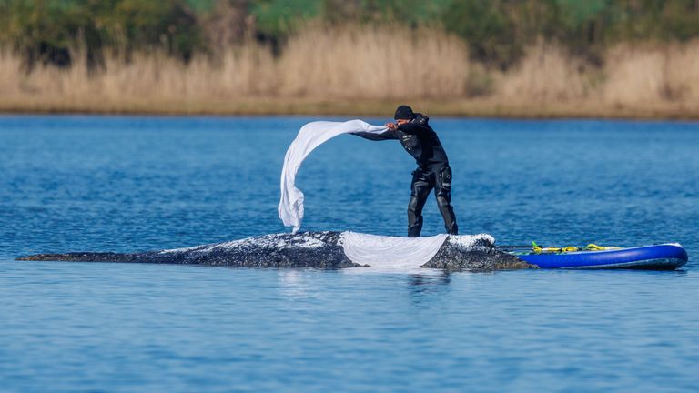 Rescuers cover the whale with protective cloths. File pic: AP