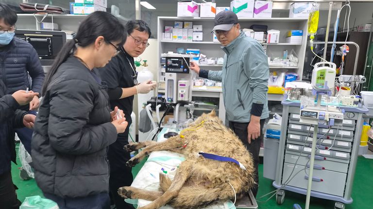 Neukgu recovering from his ordeal. Pic: Daejeon Municipality via AP