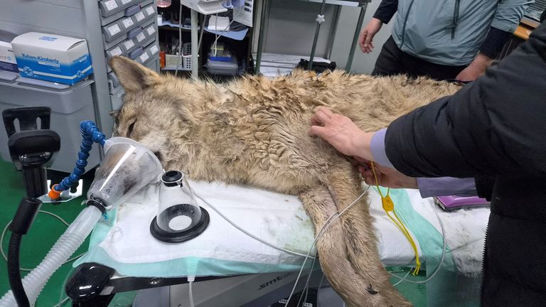A vet checks Neukgu after his discovery. Pic: Reuters 