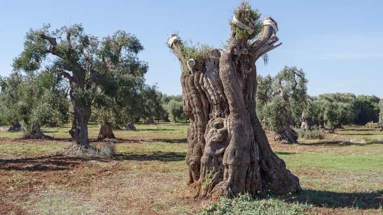 Olive trees hit by bacteria Xylella fastidiosa in Lecce, Puglia region, Italy. Pic: iStock