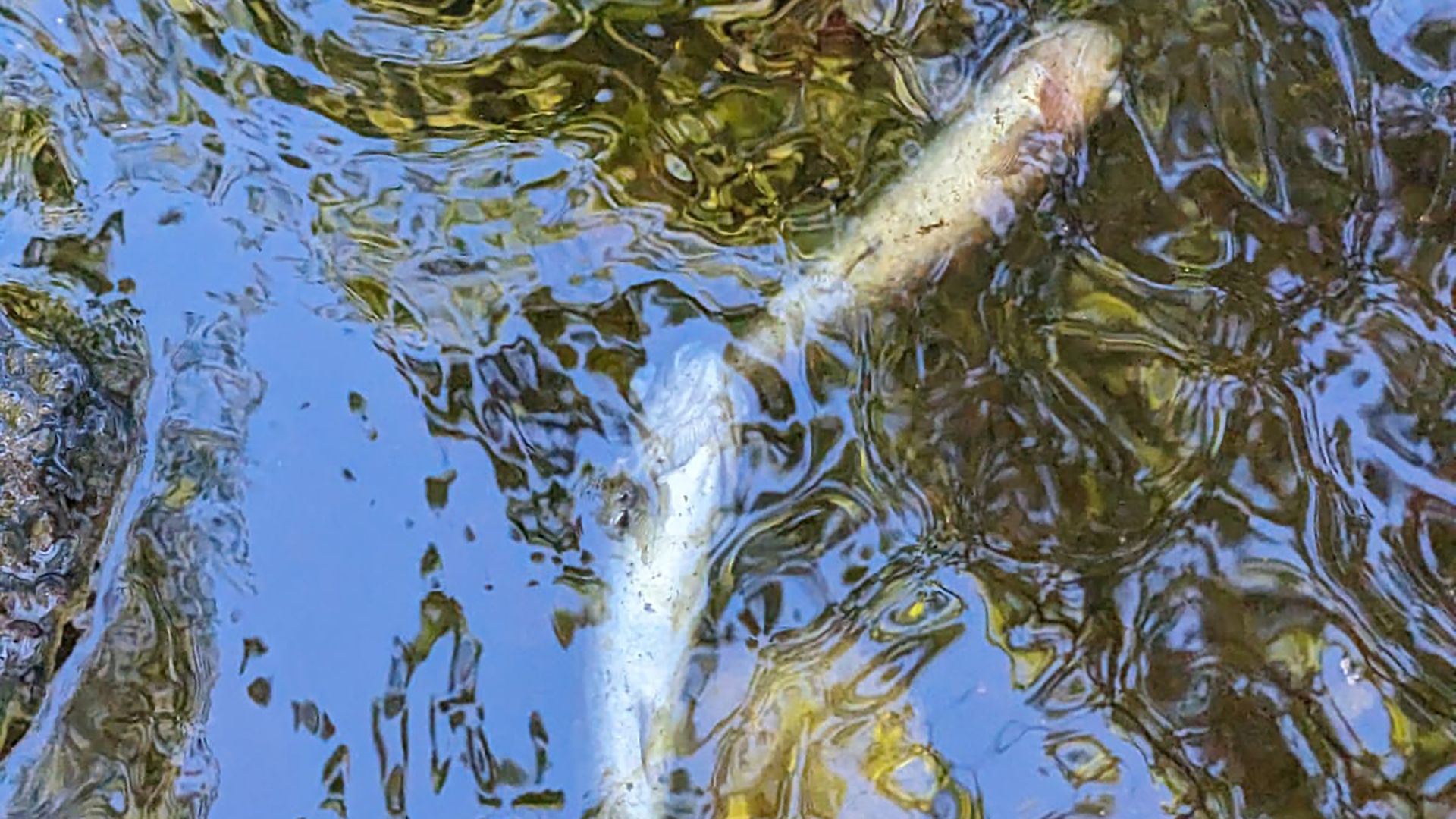 Fish, eels and birds killed in suspected river pollution incident