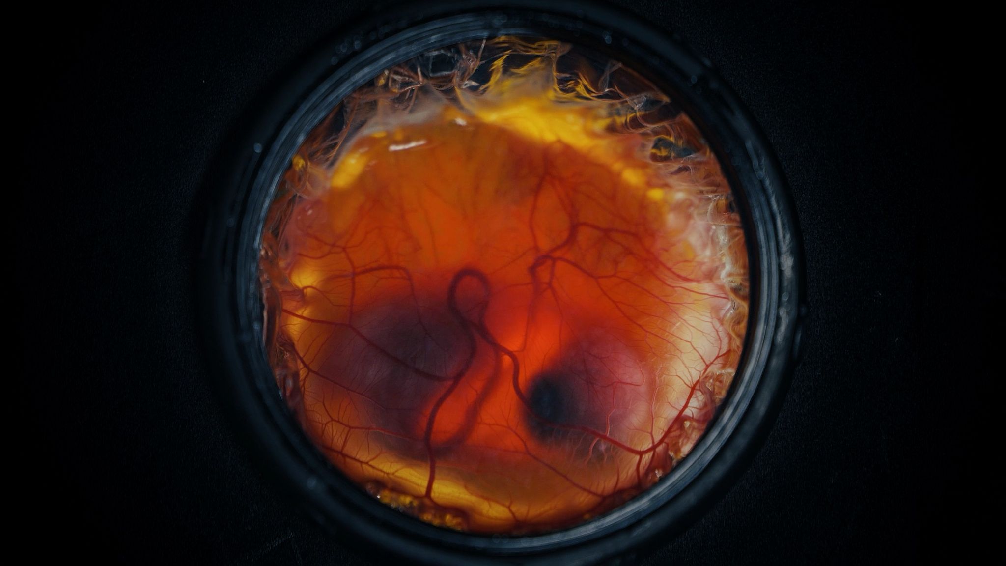 O embrião durante a incubação. Foto: Colossal Biosciences