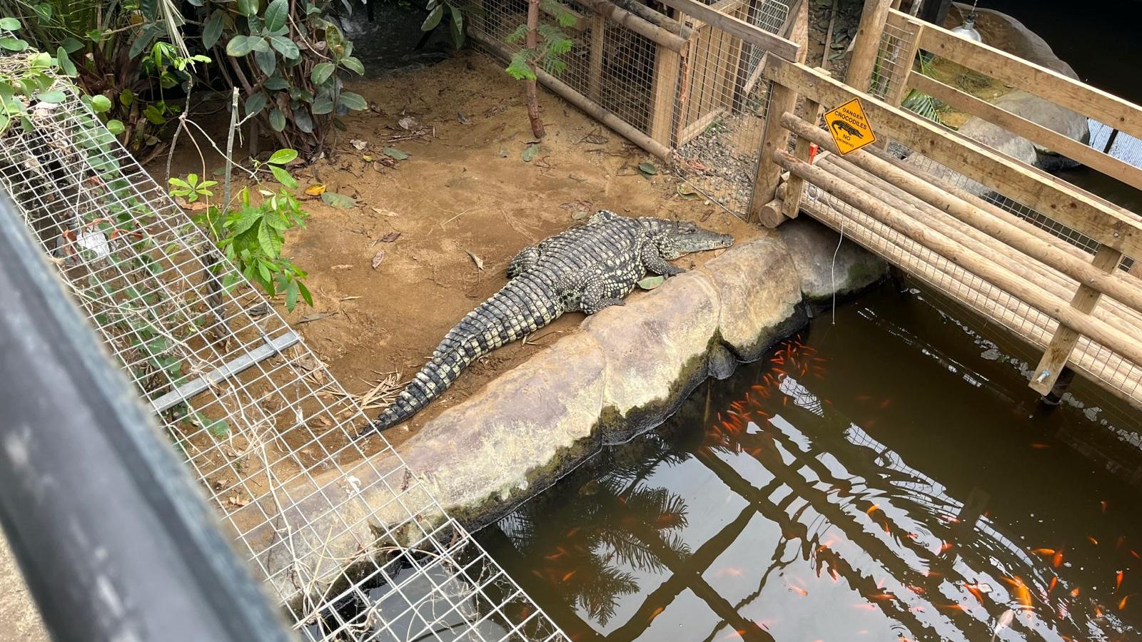 Man arrested for 'attempted murder' after boy, 3, injured in crocodile enclosure