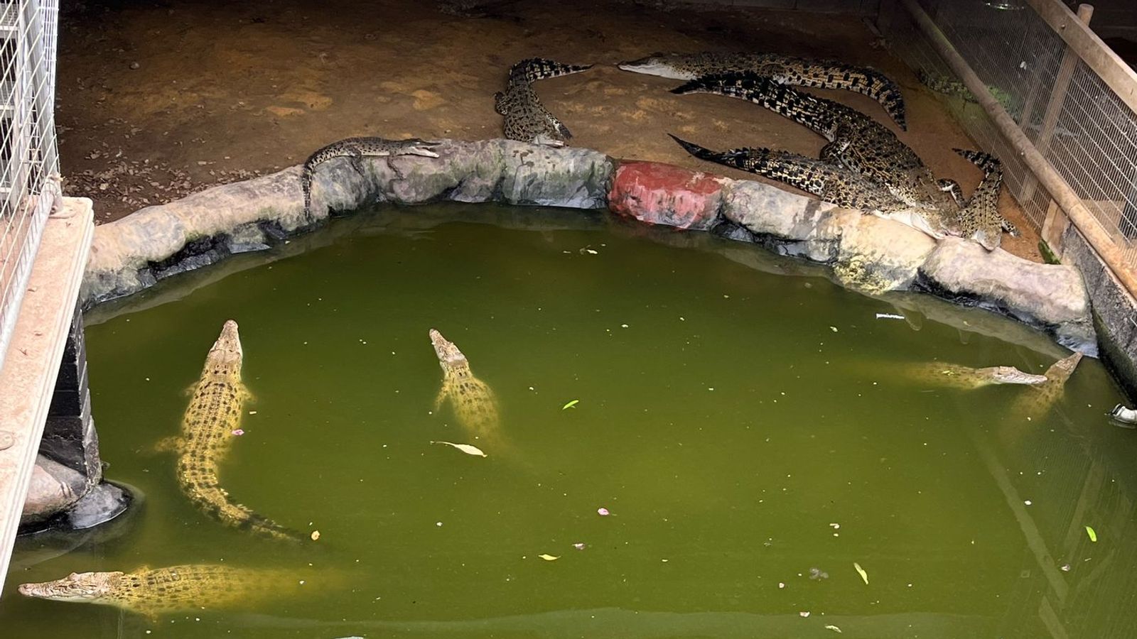 Toddler Seriously Injured In Zoo Enclosure Was Attacked By Crocodile toddler-seriously-injured-in-zoo-enclosure-was-attacked-by-crocodile