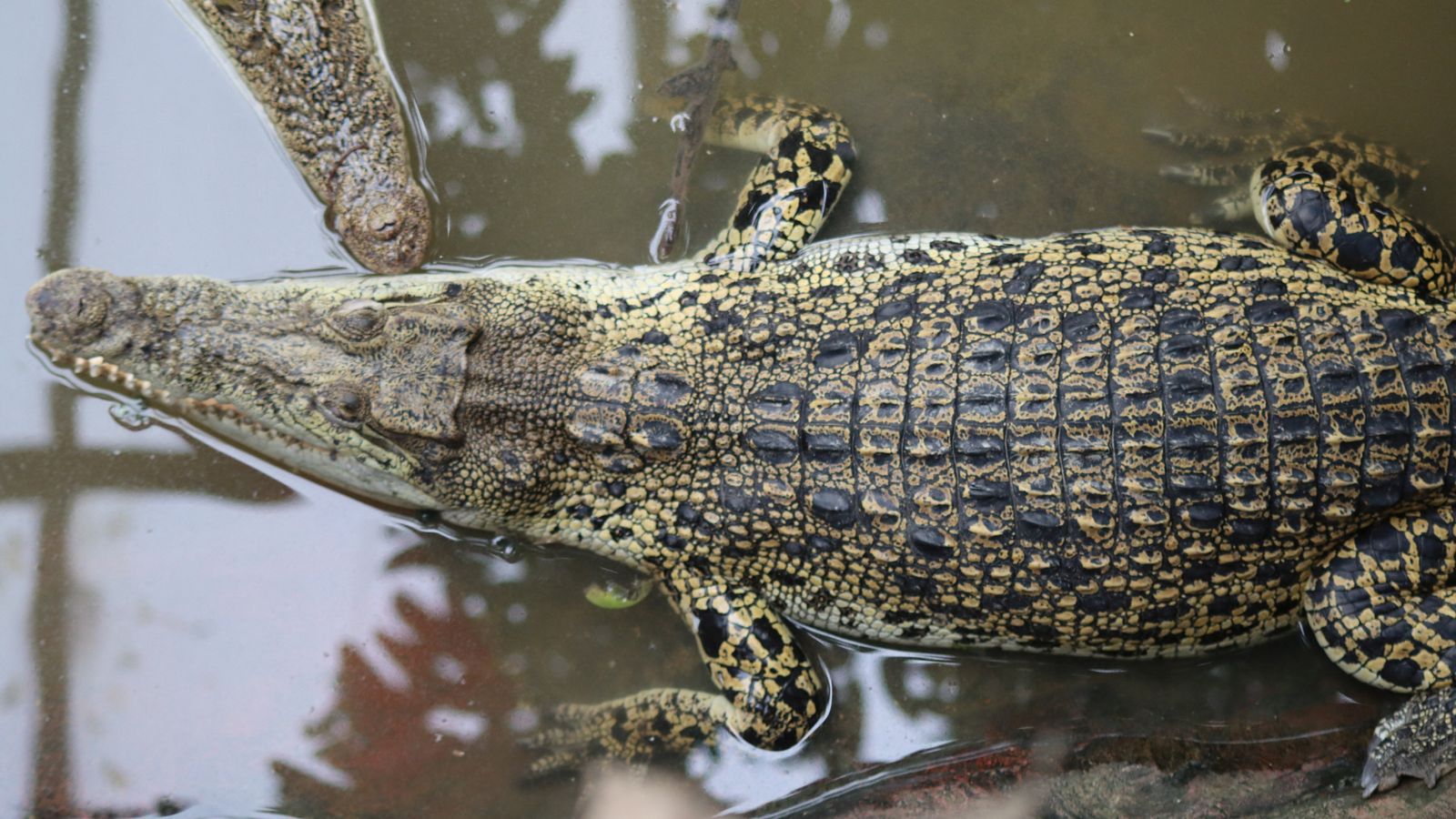 Parents of boy hurt in croc enclosure reveal extent of injuries after seven surgeries