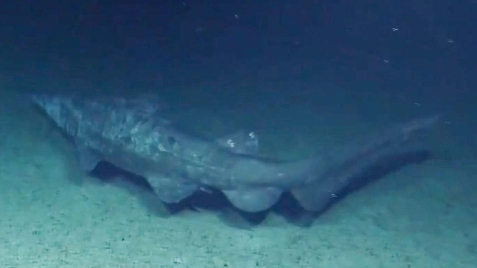 Rare goblin shark filmed for first time in natural habitat | News UK ...