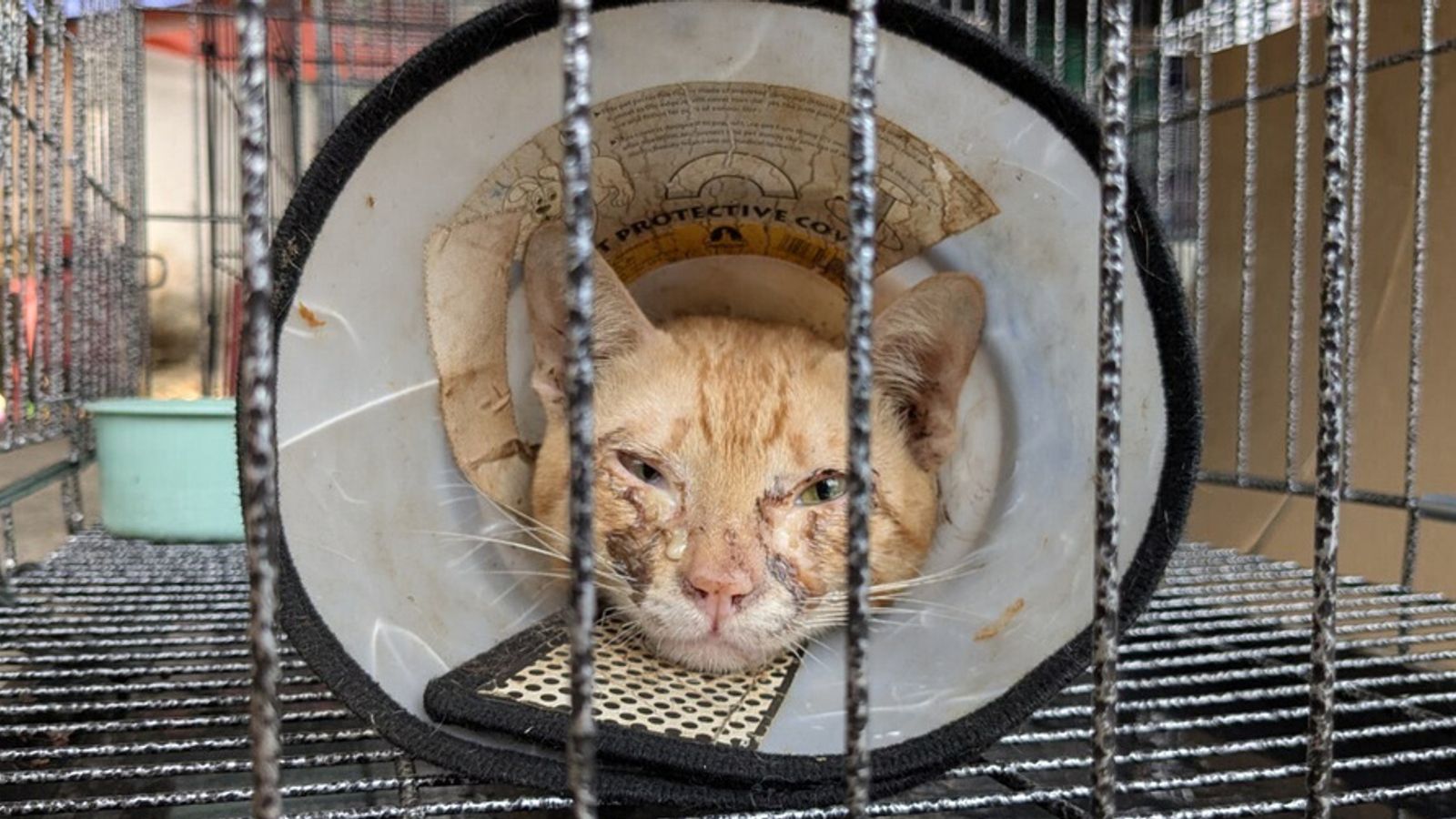 Hundreds of cats stolen for meat rescued in Vietnam