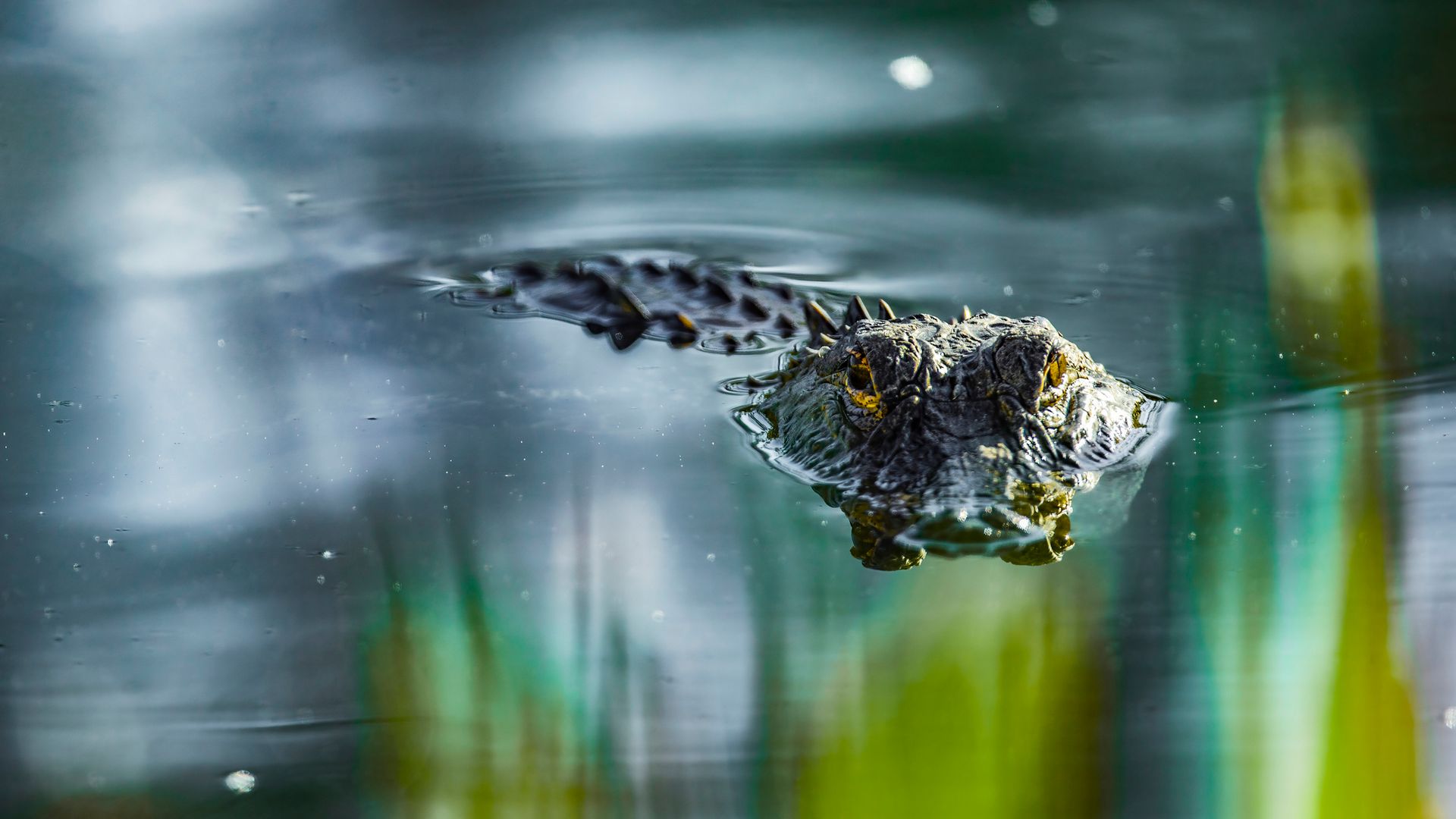 Woman Dies After Alligator Bites Off Her Arm In Florida - Beritaja