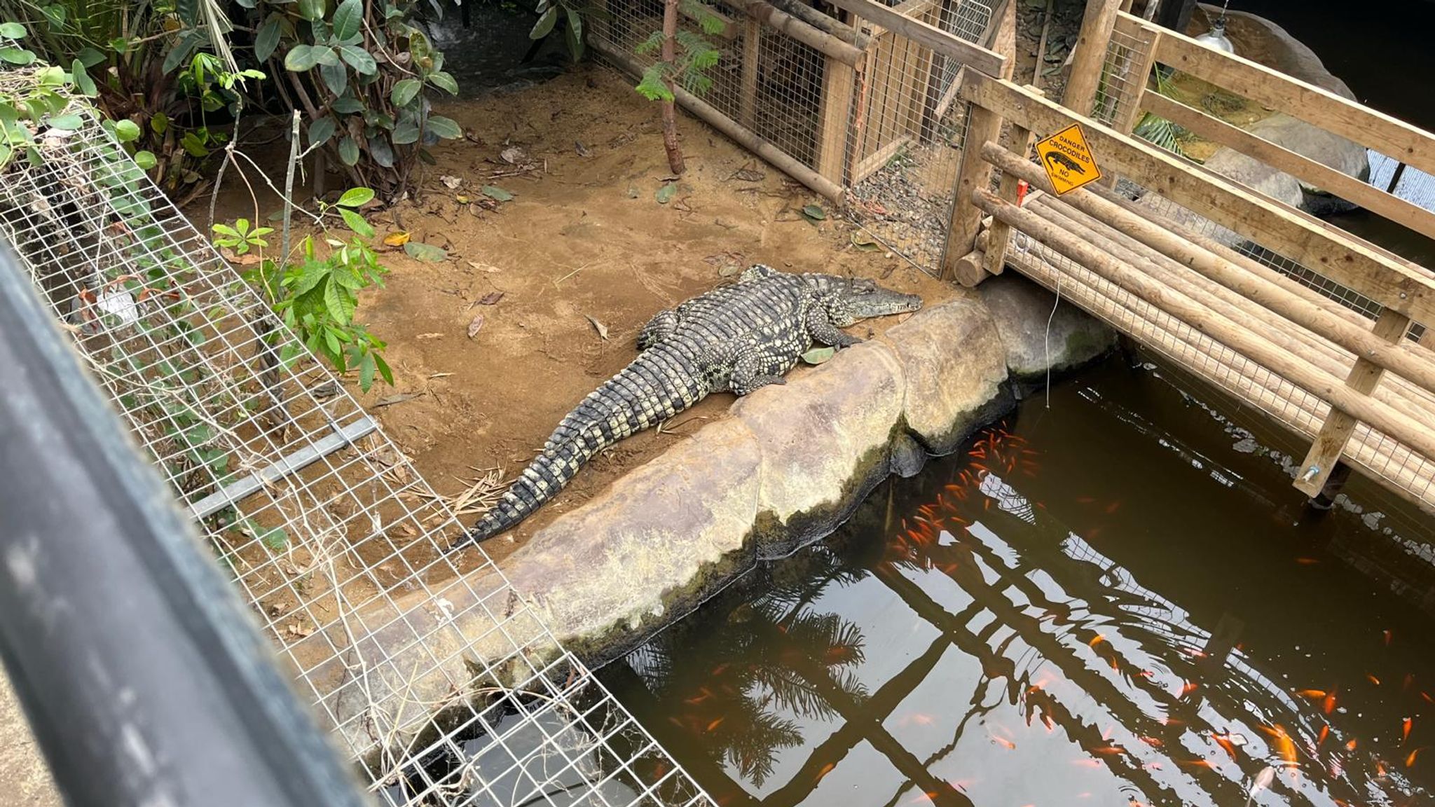 Boy, 3, seriously hurt in crocodile pen - with man 'not known to him' arrested for 'attempted murder' | UK News | Sky News