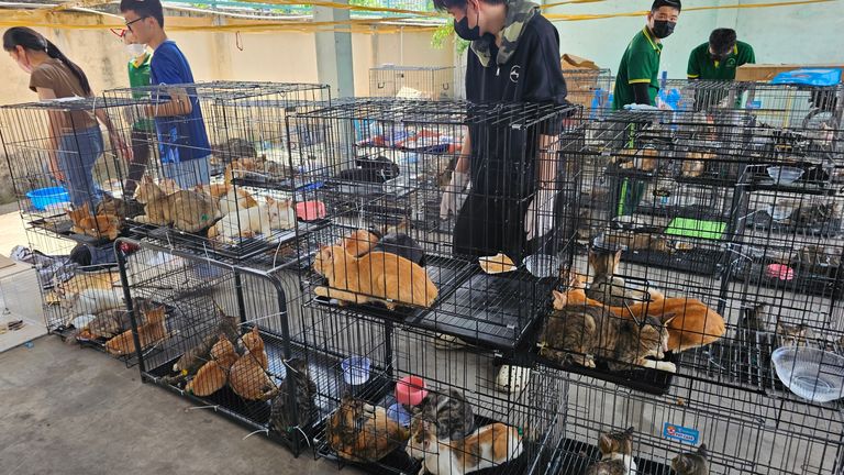 Pic: Phuong Pham/Humane World For Animals Vietnam/via AP