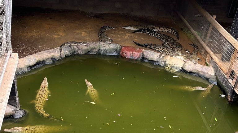 Crocodiles in Johnsons Zoological Gardens in September last year
